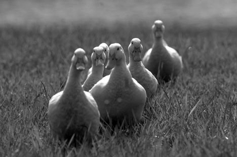 geese%20062blog